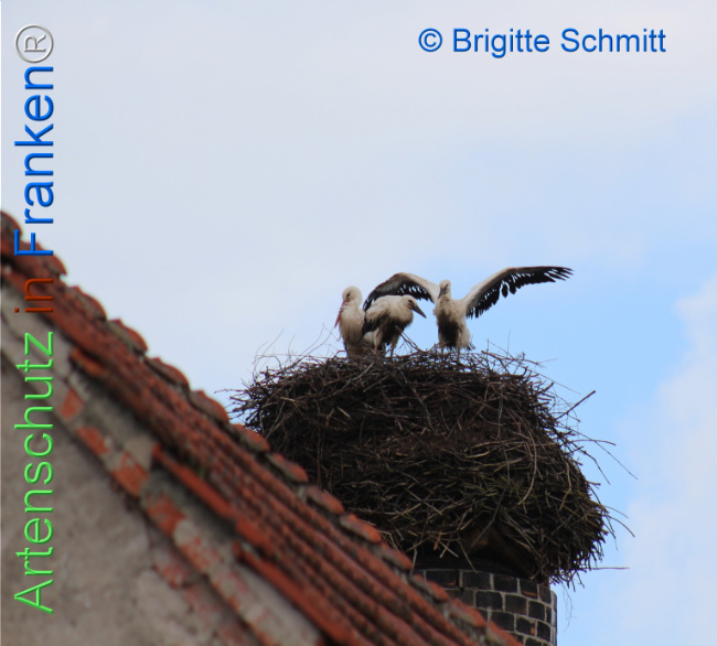 Bild zum Eintrag (1106481-160)