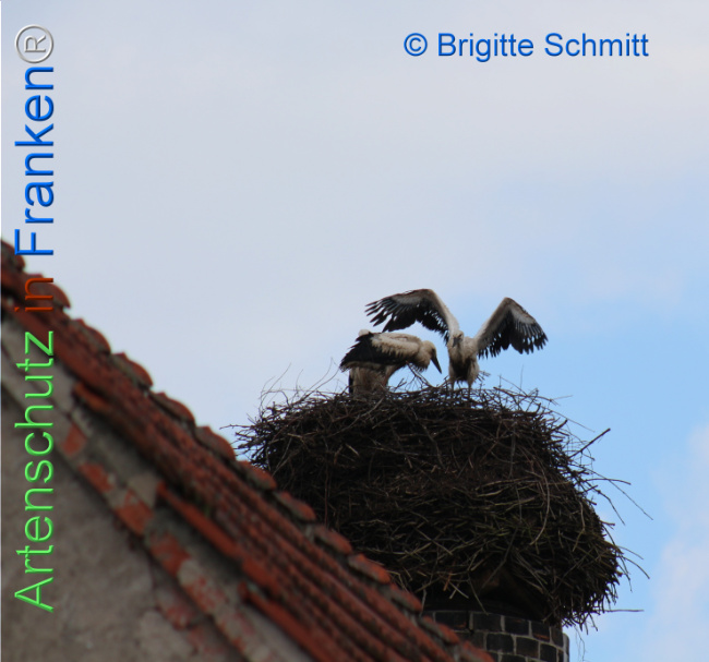 © Artenschutz in Franken® / Brigitte Schmitt Bild zum Eintrag (1106485-160)