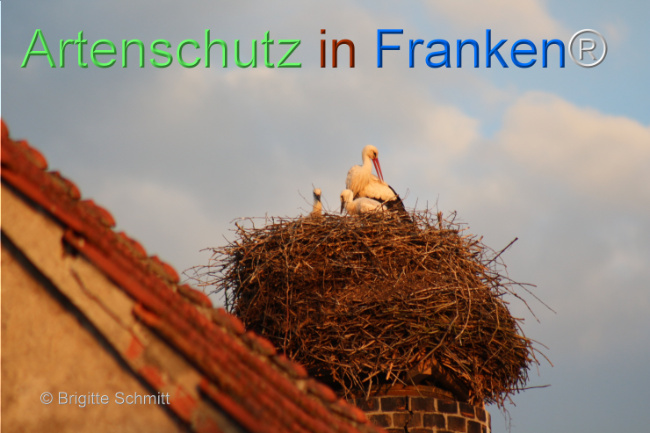 © Artenschutz in Franken® / Brigitte Schmitt Bild zum Eintrag (1106486-160)
