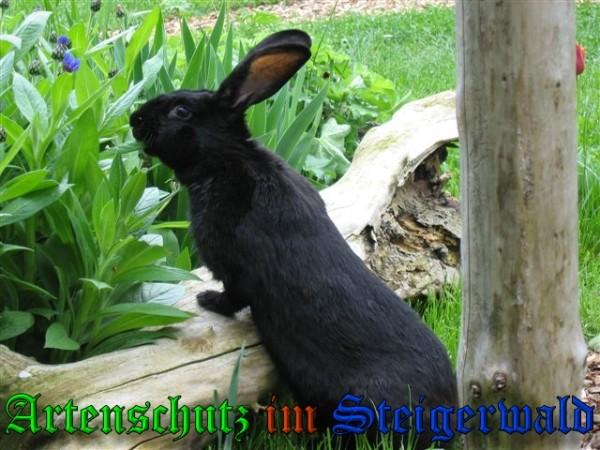 Copyright AiS / 2009 - Zürl Bild zum Eintrag (26611-160)