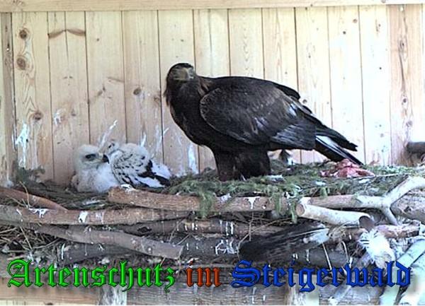 Copyright AiS / 2009 - Greifvogelpark Wunsiedel Bild zum Eintrag (27099-160)