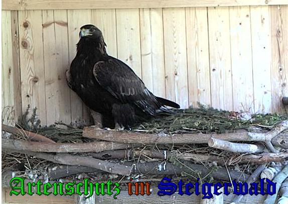 Copyright AiS / 2009 - Greifvogelpark Wunsiedel Bild zum Eintrag (27100-160)