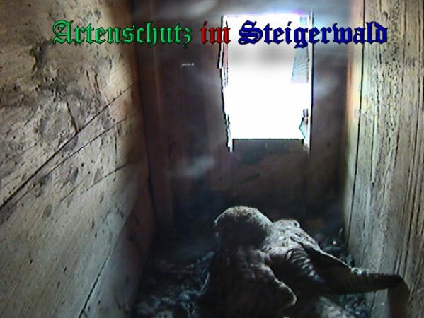 Copyright AiS / 2009 - Röckelein / Fels Bild zum Eintrag (27116-160)