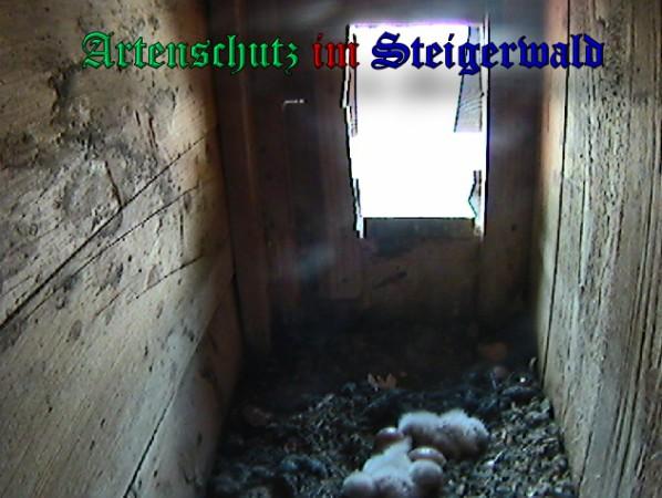 Copyright AiS / 2009 - Röckelein / Fels Bild zum Eintrag (27117-160)