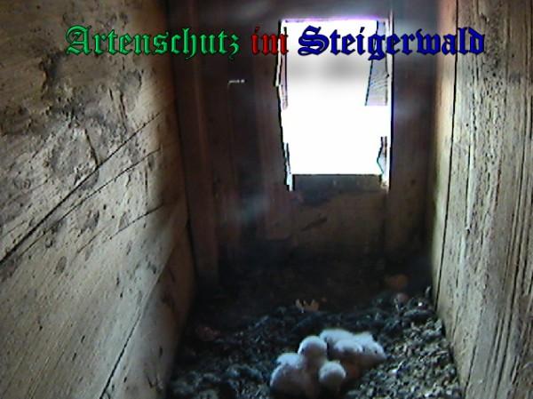 Copyright AiS / 2009 - Röckelein / Fels Bild zum Eintrag (27118-160)