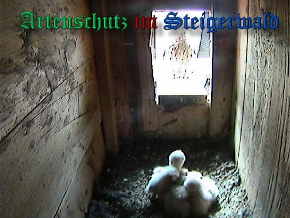 Copyright AiS / 2009 - Röckelein / Fels Bild zum Eintrag (27124-160)