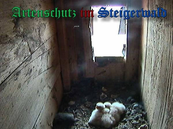 Copyright AiS / 2009 - Röckelein / Fels Bild zum Eintrag (27125-160)