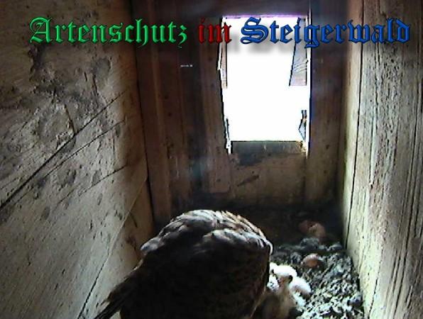 Copyright AiS / 2009 - Röckelein / Fels Bild zum Eintrag (27126-160)