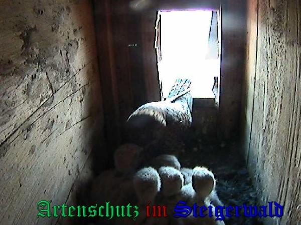Copyright AiS / 2009 - Röckelein / Fels Bild zum Eintrag (27134-160)