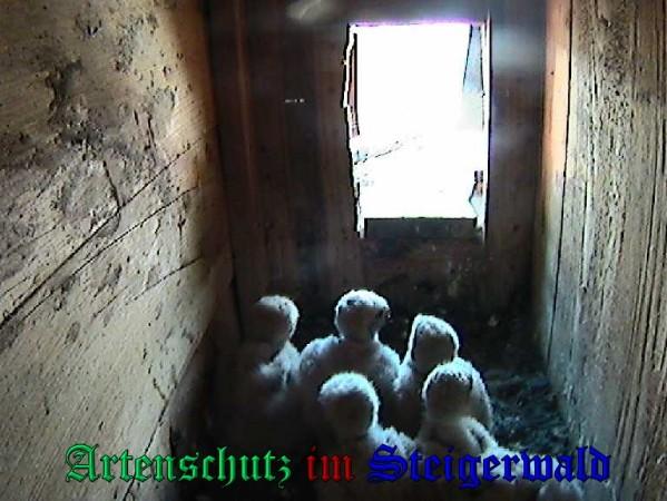 Copyright AiS / 2009 - Röckelein / Fels Bild zum Eintrag (27135-160)