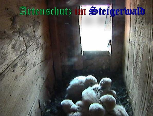Copyright AiS / 2009 - Röckelein / Fels Bild zum Eintrag (27136-160)