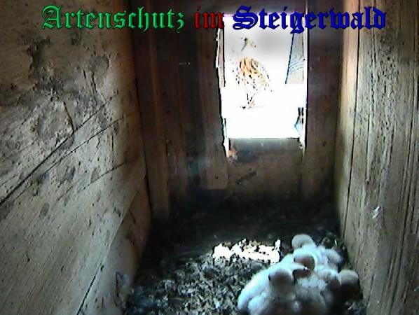 Copyright AiS / 2009 - Röckelein / Fels Bild zum Eintrag (27137-160)