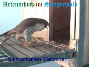 Copyright AiS / Wörner Bild zum Eintrag (27160-160)