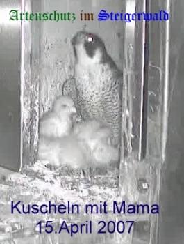 Copyright AiS / Wörner Bild zum Eintrag (27213-160)