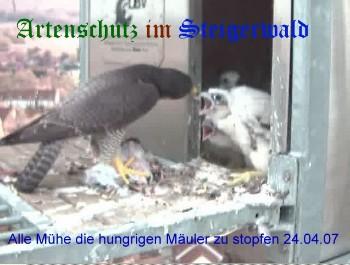 Copyright AiS / Wörner Bild zum Eintrag (27253-160)
