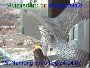 Copyright AiS / Wörner Bild zum Eintrag (27254-160)