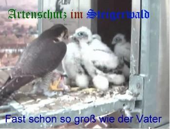 Copyright AiS / Wörner Bild zum Eintrag (27255-160)