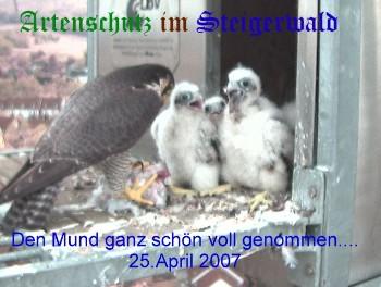 Copyright AiS / Wörner Bild zum Eintrag (27262-160)