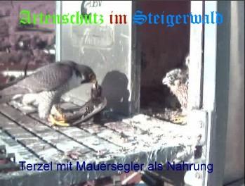Copyright AiS / Wörner Bild zum Eintrag (27278-160)