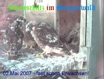 Copyright AiS / Wörner Bild zum Eintrag (27286-160)