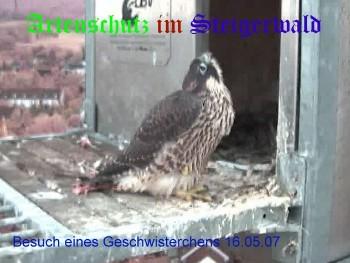 Copyright AiS / Wörner Bild zum Eintrag (27324-160)