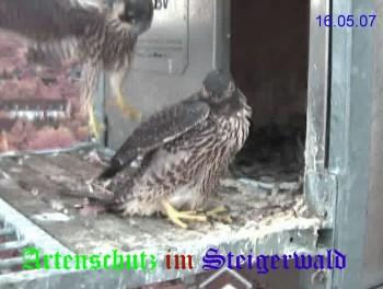 Copyright AiS / Wörner Bild zum Eintrag (27328-160)