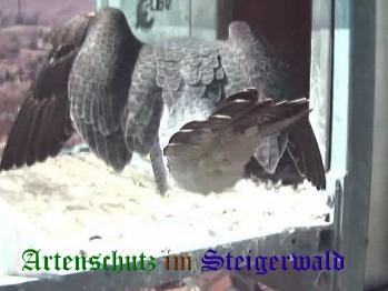 Copyright AiS / Wörner Bild zum Eintrag (27333-160)