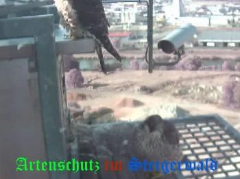 Copyright AiS / Wörner Bild zum Eintrag (27366-160)