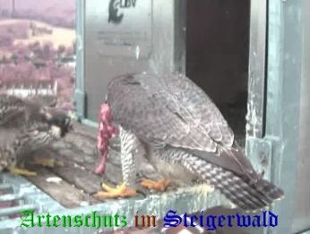 Copyright AiS / Wörner Bild zum Eintrag (27382-160)
