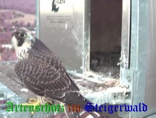 Copyright AiS / Wörner Bild zum Eintrag (27383-160)