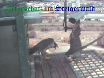 Copyright AiS / Wörner Bild zum Eintrag (27407-160)