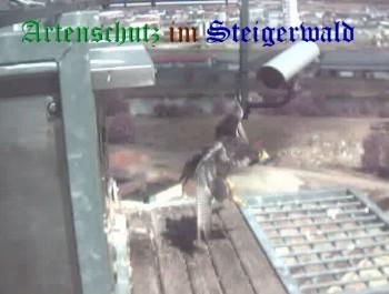 Copyright AiS / Wörner Bild zum Eintrag (27409-160)
