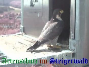Copyright AiS / Wörner Bild zum Eintrag (27414-160)
