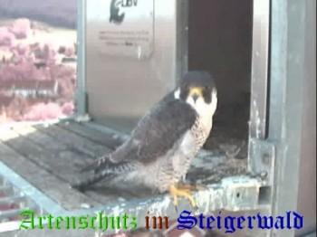 Copyright AiS / Wörner Bild zum Eintrag (27416-160)