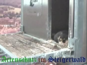 Copyright AiS / Wörner Bild zum Eintrag (27425-160)