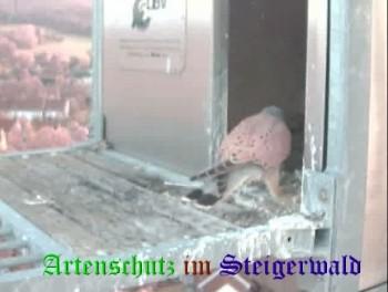 Copyright AiS / Wörner Bild zum Eintrag (27430-160)