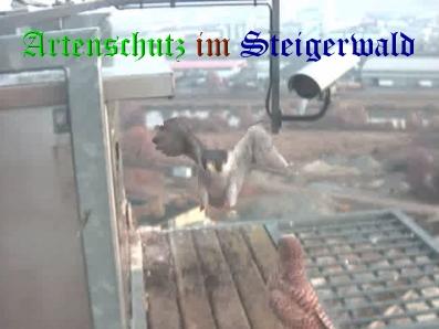 Copyright AiS / Wörner Bild zum Eintrag (27435-160)