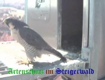 Copyright AiS / Wörner Bild zum Eintrag (27436-160)