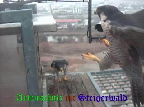 Copyright AiS / Wörner Bild zum Eintrag (27451-160)