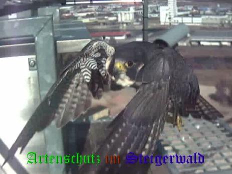 Copyright AiS / Wörner Bild zum Eintrag (27452-160)
