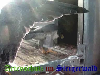 Copyright AiS / Wörner Bild zum Eintrag (27456-160)