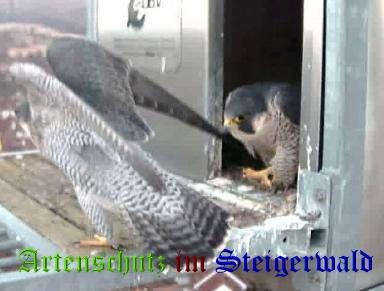 Copyright AiS / Wörner Bild zum Eintrag (27459-160)