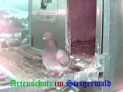Copyright AiS / Wörner Bild zum Eintrag (27461-160)
