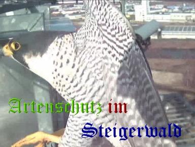 Copyright AiS / Wörner Bild zum Eintrag (27464-160)