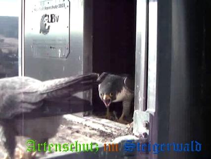Copyright AiS / Wörner Bild zum Eintrag (27603-160)