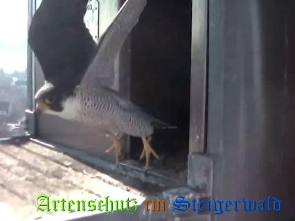 Copyright AiS / Wörner Bild zum Eintrag (27604-160)
