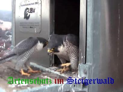 Copyright AiS / Wörner Bild zum Eintrag (27605-160)