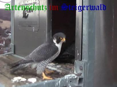 Copyright AiS / Wörner Bild zum Eintrag (27618-160)