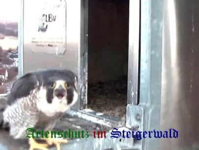 Copyright AiS / Wörner Bild zum Eintrag (27622-160)