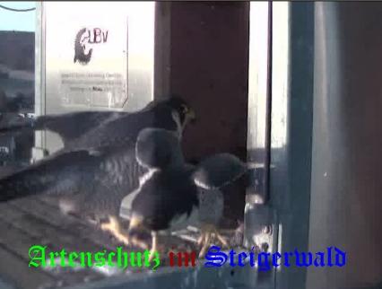 Copyright AiS / Wörner Bild zum Eintrag (27627-160)